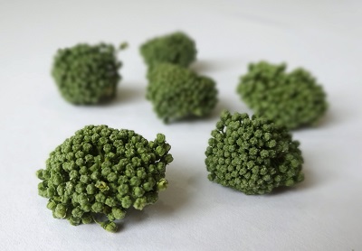 三七花