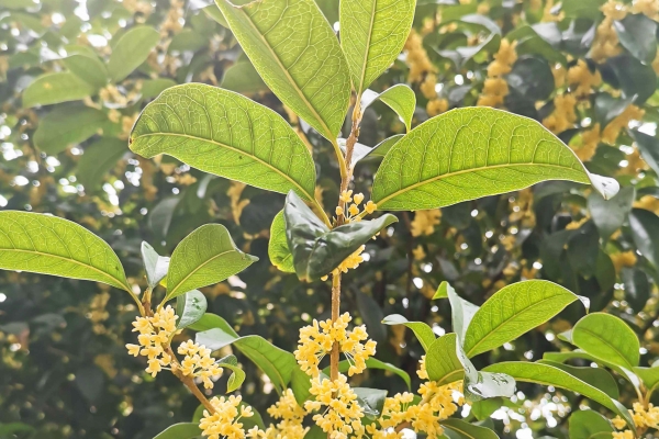 桂花酒的制作方法