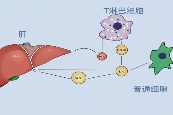 肝炎传播途径