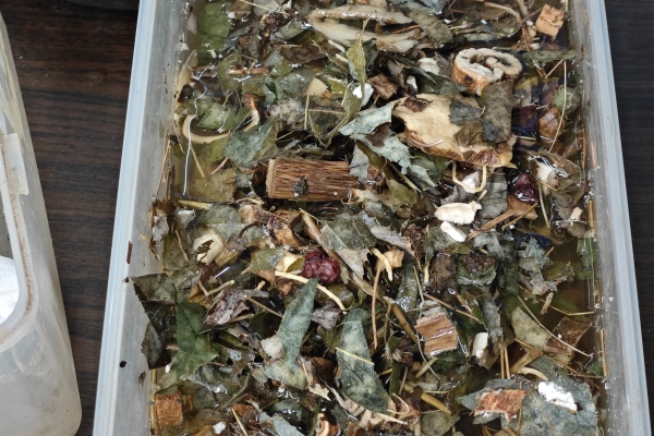 白头翁散治大肠杆菌吗