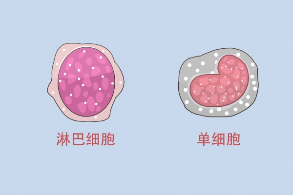 白头翁能治疗淋巴结吗