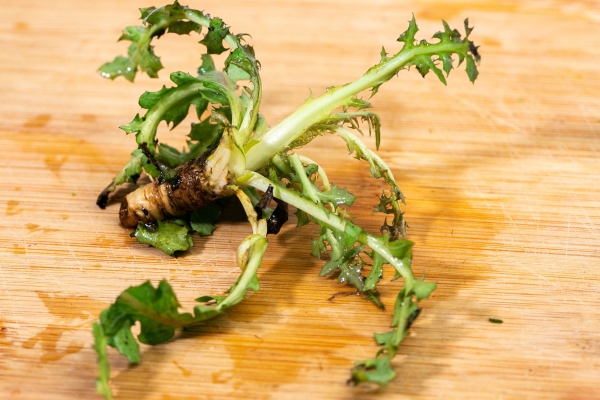 荠菜是什么季节的菜