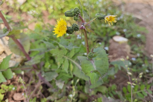 小满节气的特点和风俗是什么