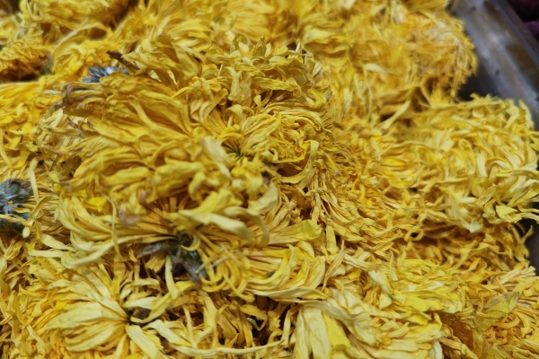 菊花茶能天天喝吗