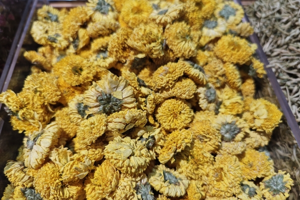 菊花茶能天天喝吗