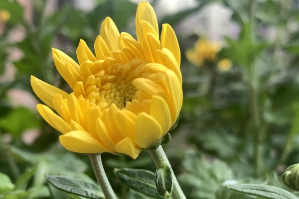 菊花茶有什么好处