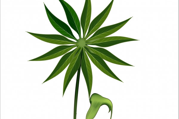 天南星泡酒的功效有哪些