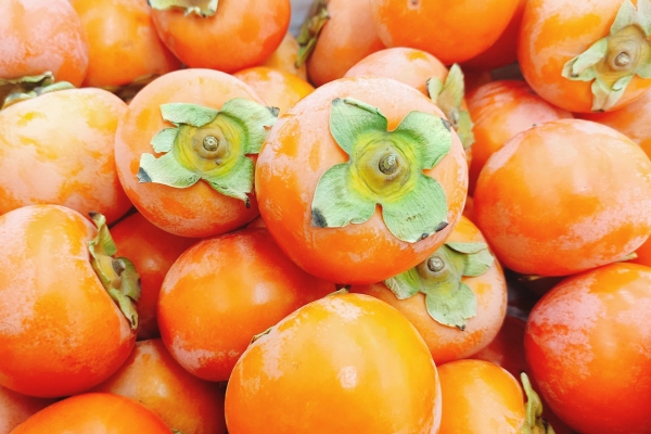 柿子不能和什么同吃