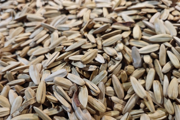 葵花籽是酸性还是碱性食物