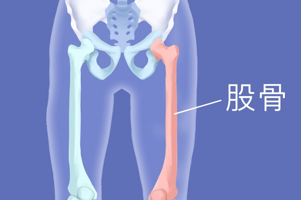 股骨头具体在哪个位置