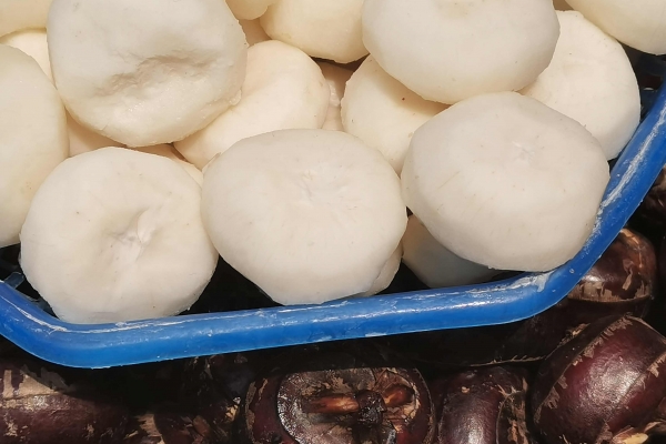 马蹄对润肺止咳有帮助吗