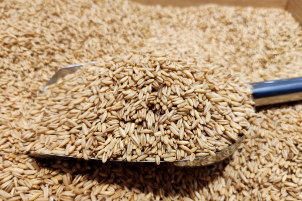 燕麦对体虚的人群有哪些益处