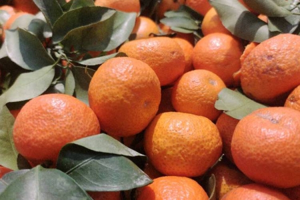 砂糖橘是如何帮助提高免疫系统的